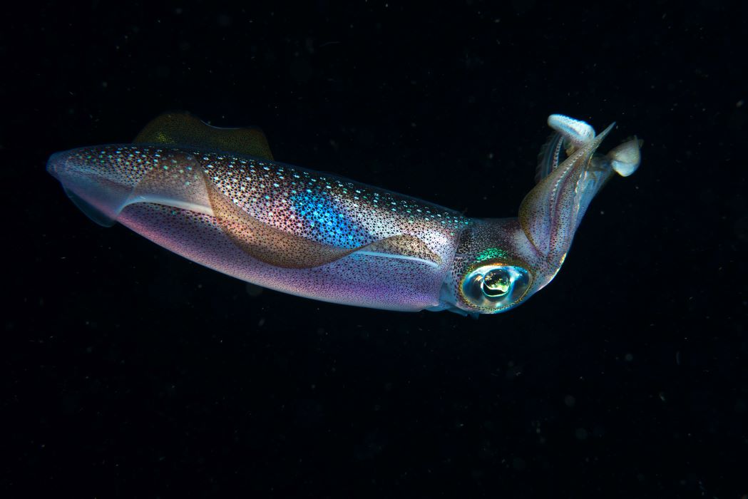 squid