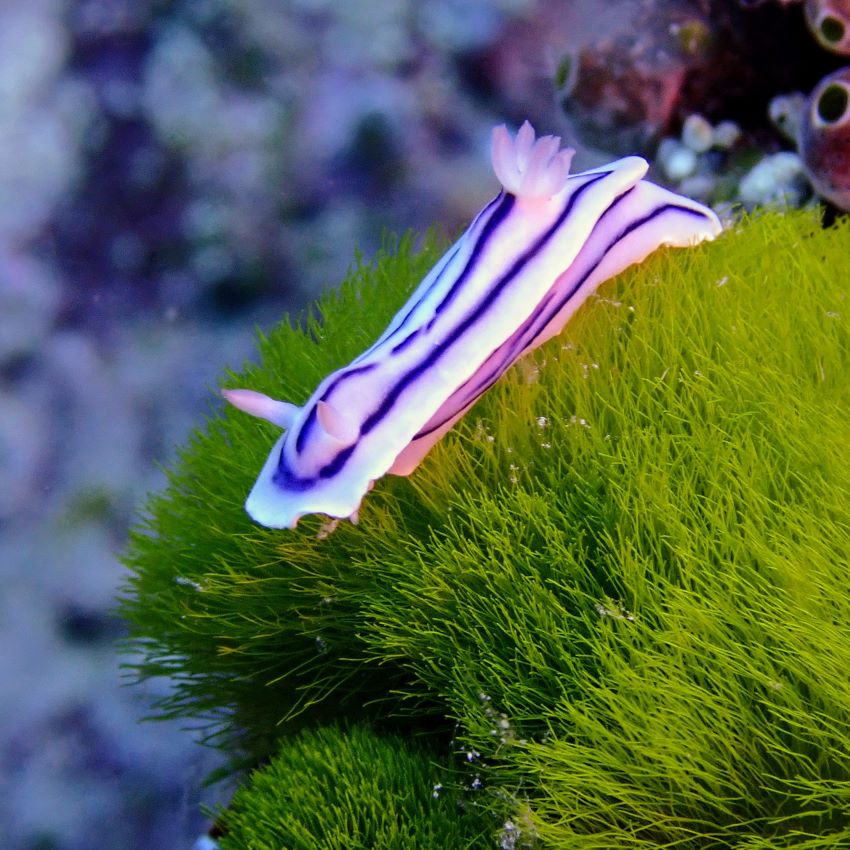 nudi