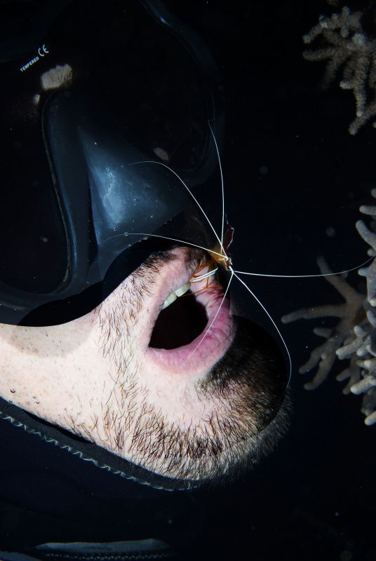 Cleaner Shrimp by Mary Bess