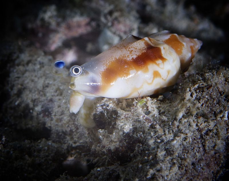 Conch by Mary Bess