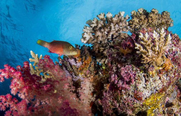 Cheeky Wrasse by John