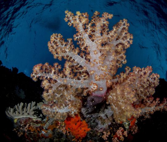 Soft Coral by John