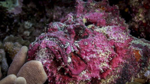 Stonefish by John