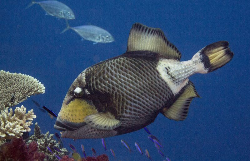 Titan Triggerfish by Sue