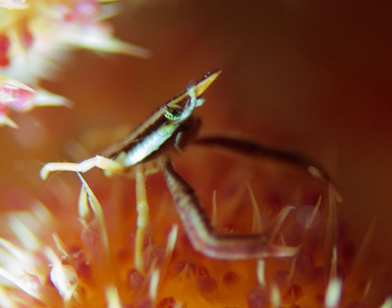 Squat Lobster by Stacey