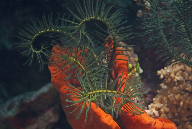 Crinoid by Jane