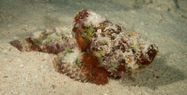 Humpback Scorpionfish by Lisa