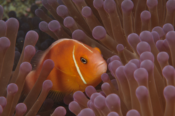 Pink Anemone Fish poses for fritz