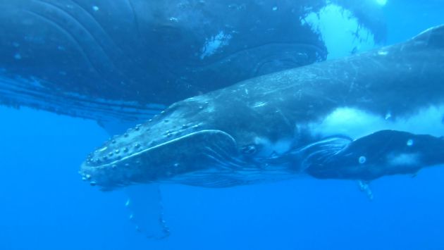 Calf Close-up by Hermann