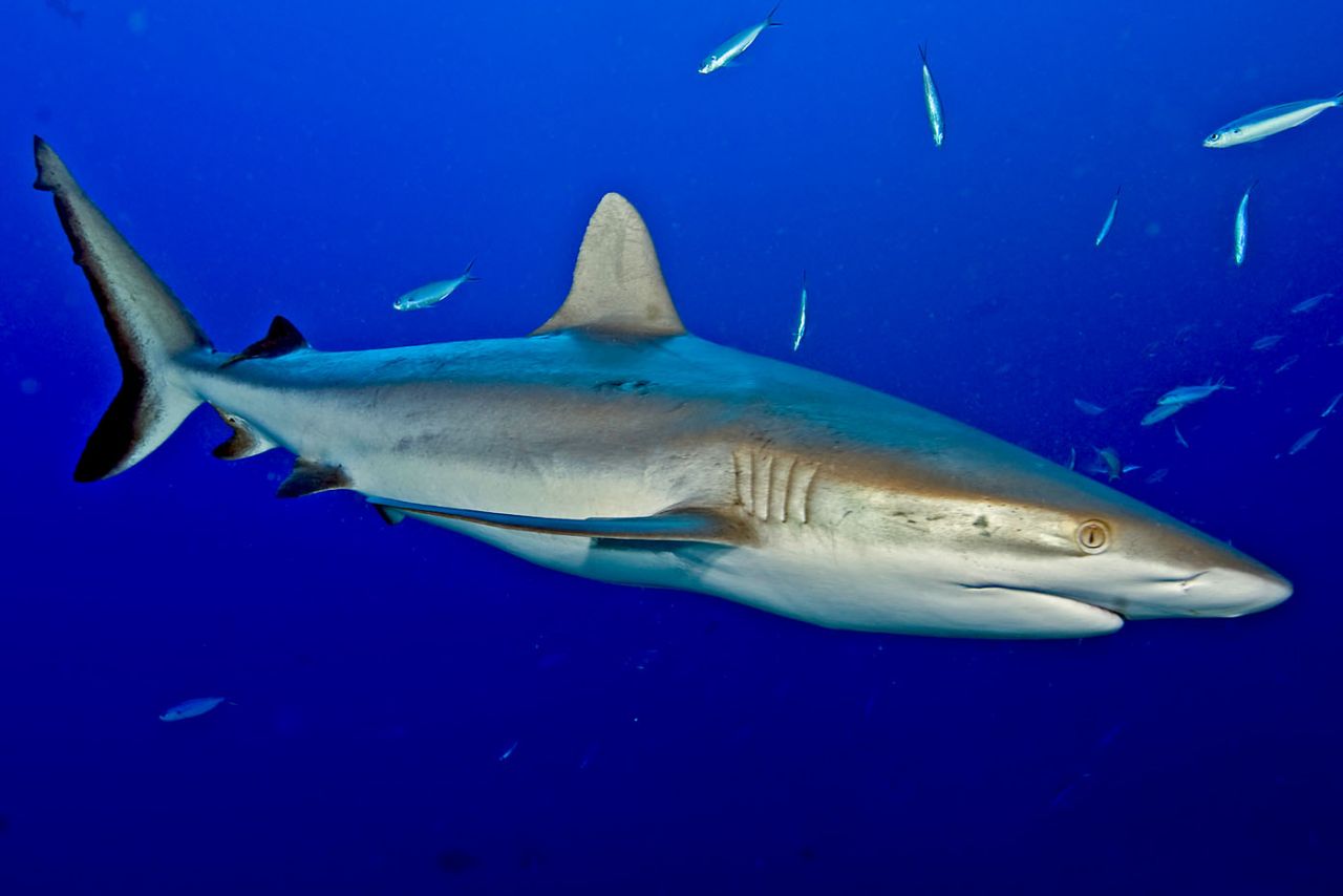 Fiji Liveaboard Diving - NAI'A