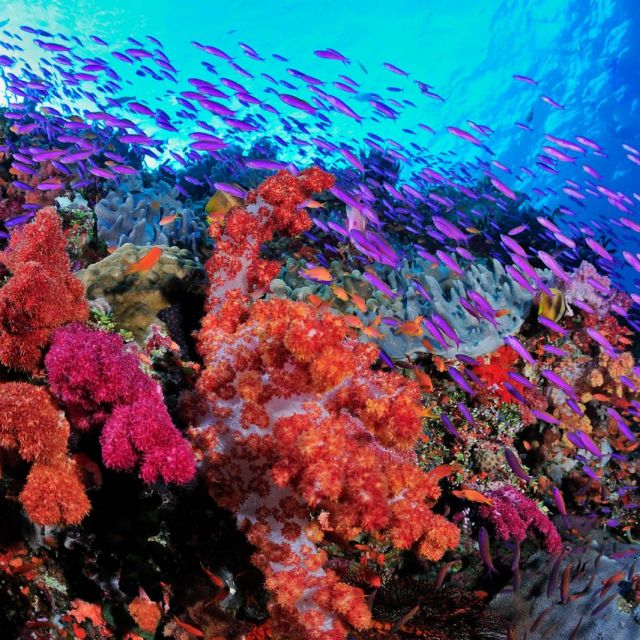 Why does Fiji have the World's Best Diving?
