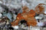 Ghost Pipefish Galore!