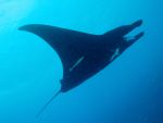 Who Wants To See A Manta?