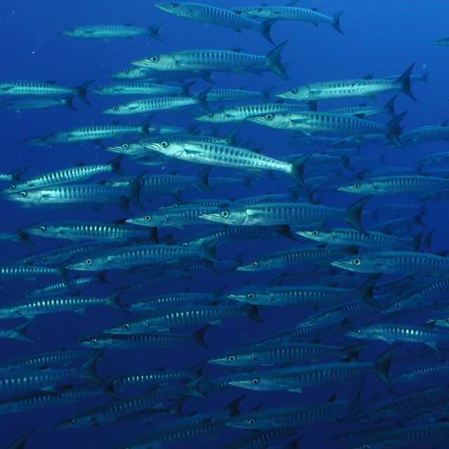 Diving with Fiji's Sharks, Mantas and Big Fish - NAI'A Fiji